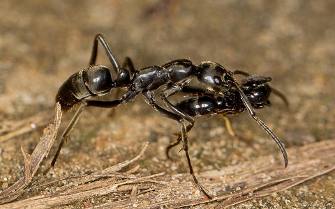 Hormigas que rescatan a sus hermanas heridas